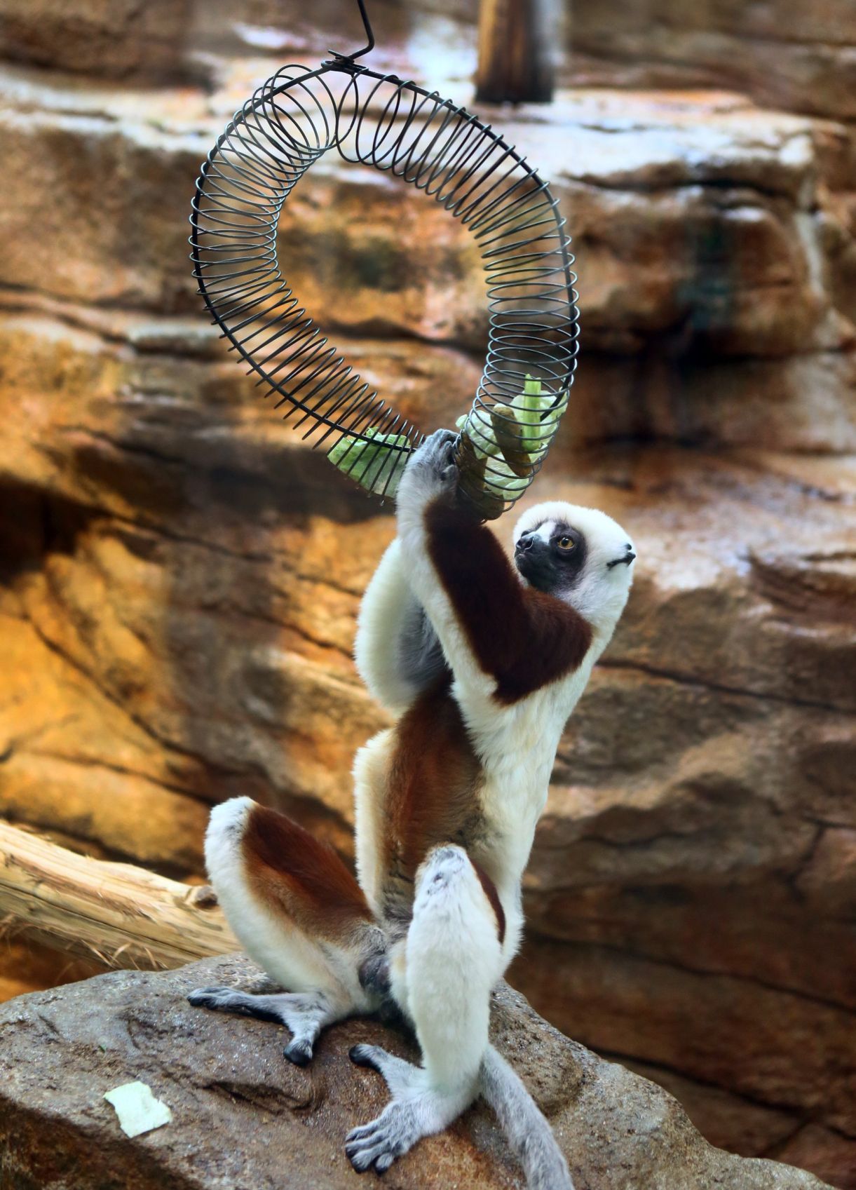 A celebration of zookeepers